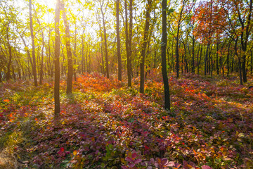 Obraz premium red autumn forest glade at the sunny day