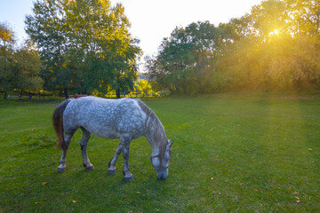 Fototapeta premium gray horse graze on forest glade at the sunset, beautiful rural background