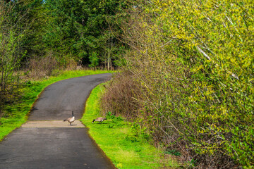 Obraz premium Forest Road