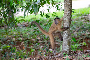 Young Bearded capuchin monkey (sapajus libidinosus) known as 