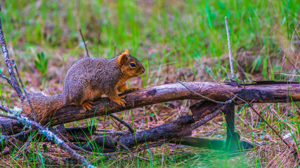 fox squirrel