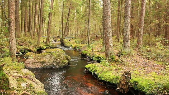 small winding forest river in a pine forest, autumn landscape, with sound