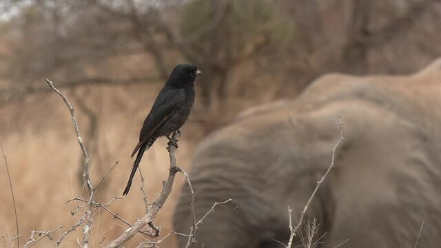 Close view of fork-tailed drongo sitting on thin branch near elephant