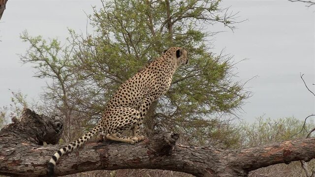 A male cheetah marking his territory, defecating and tree scratching behavior.