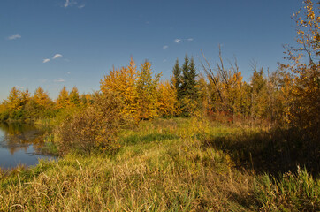 Fototapeta premium Autumn Forest at Pylypow Wetlands