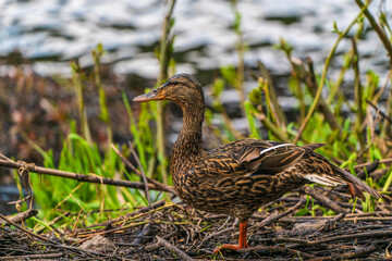 Mallard (Female)