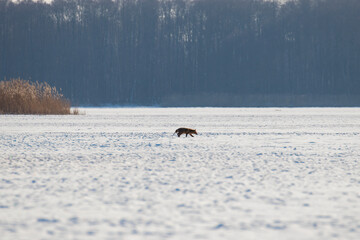 The winter landscape of the fish pond, the red fox in the middle of the pond during the winter, the habitat and sanctuary of wild animals. Pond covered with snow and a predator in the snow