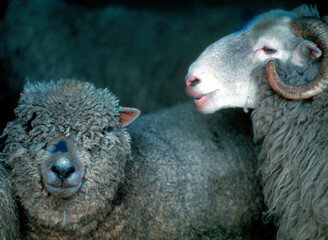 Two sheep - Doonies Farm - Aberdeen - Scotland - UK