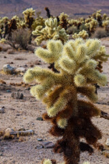 cactus in the desert