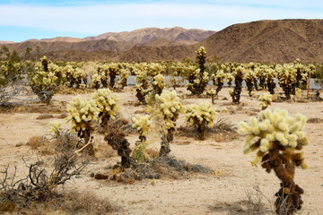 Cholla Field