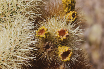 Cholla Flower