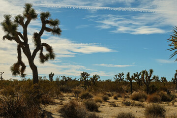 Joshua Tree