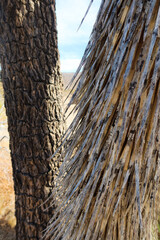 Joshua Tree Trunk
