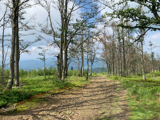 path in the national park