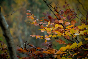 krajobraz leśny i polny