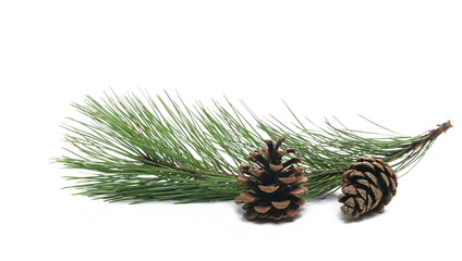 Pine cone and conifer tree leaves, twig isolated on white background