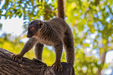 Obraz premium brown lemur on tree close up