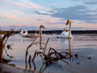 Krajobraz, zwierzęta © Krzysztof
