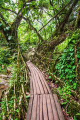 One of the most popular tourist destinations of Meghalaya is Living Roots bridge.