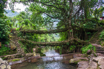 Fototapeta na wymiar One of the most popular tourist destinations of Meghalaya is Living Roots bridge.