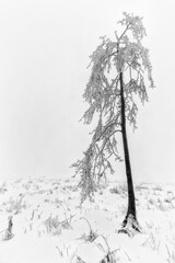 Fototapeta premium Winter tree