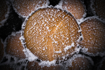 Cut spruce tree trunks