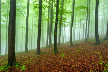 Beech forest