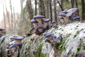 Group of mushrooms Pleurotus ostreatus (oyster mushroom, oyster fungus, hiratake) growing on trunk in forest. It is a common edible mushroom.