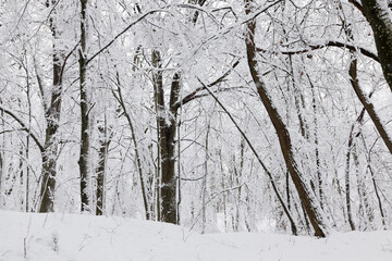 winter forest with trees without foliage