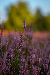 Krajobraz, lasy, łąki