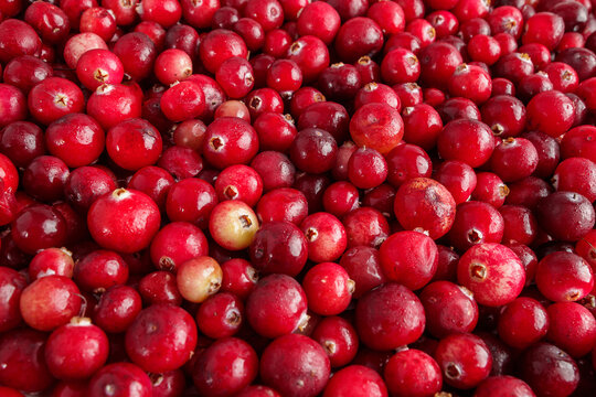 Red ripe berries of sprouted harvested cranberries, wild berry harvesting and cultivation agriculture