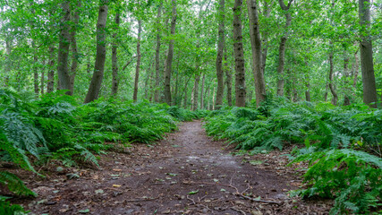 Trail in a green forest with tall trees