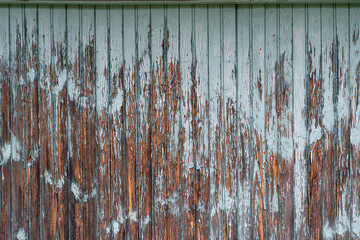 Fragment of the wall of an old wooden house. Blue paint comes off in long streaks from wet boards....