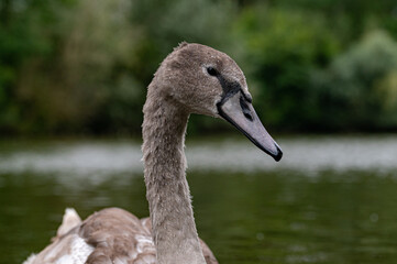 Juvenile mute swan cygnet, cygnus olor