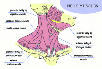 human neck muscles structure figure digital - obrazy, fototapety, plakaty