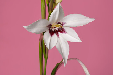 Fototapeta na wymiar Elegant white gladiolus flower with burgundy center isolated on pink background.
