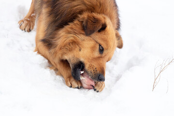 Brown big dog gnaws a bone in winter in the snow