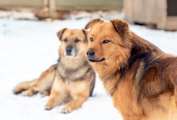 Two big brown dogs in winter in the snow