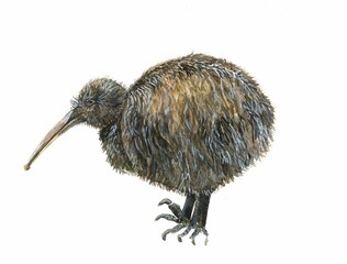 watercolor illustration of a brown Kiwi bird with long plumage isolated on a white background