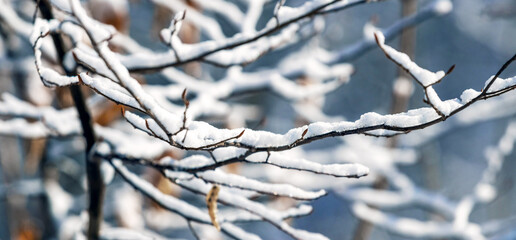 Snow-covered tree branches in the forest on a blurred background