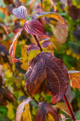 jesienią, jesień, pora roku, klimat, kolor, złota