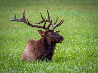 Naklejka na ściany i meble A single male Elk or Manitoban Elk, in a field near Oconaluftee Visitor Center in Great Smoky Mountains National Park in North Carolina USA