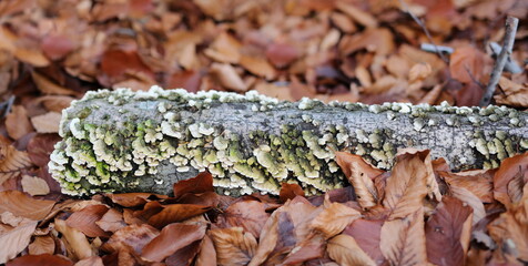 Green bracket fungus growing on rotten stump