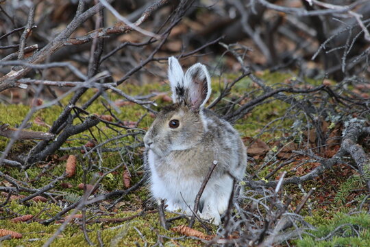 Snowshoe hare (Lepus americanus) in spring molt