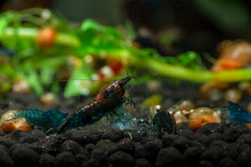 Nice brown neocaridina shrimp in freshwater tank dark key macro aquarium photography