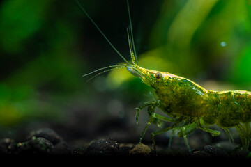 Nice green neocaridina shrimp in freshwater tank dark key macro aquarium photography