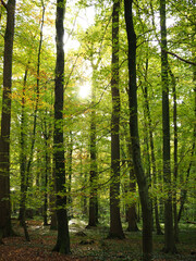 Fototapeta na wymiar Im Herbstwald