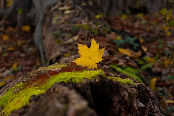 jesienny liść na pniu porośniętym mchem w lesie - obrazy, fototapety, plakaty