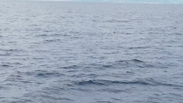 sperm whale in the atlantic ocean at the acores islands
