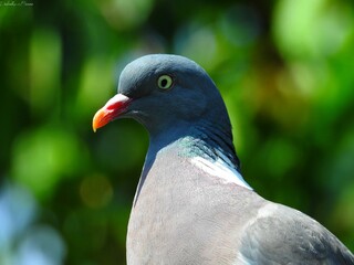 pigeon